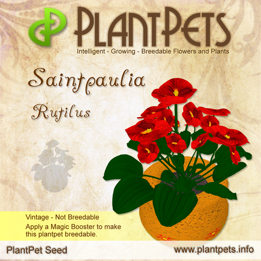 PlantPet Seed [Saintpaulia *Rutilus*] - VINTAGE 