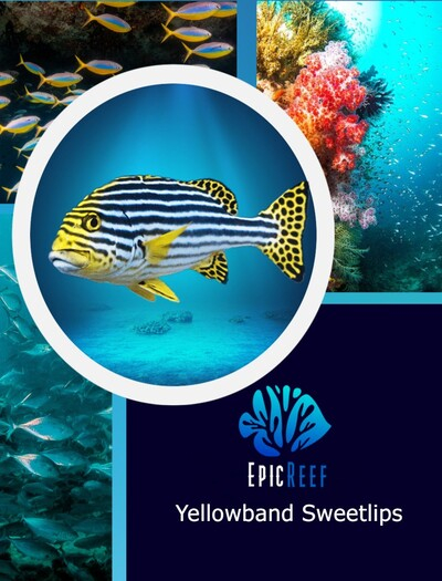 Epic Reef -  Yellowband Sweetlips