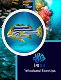 Epic Reef -  Yellowband Sweetlips