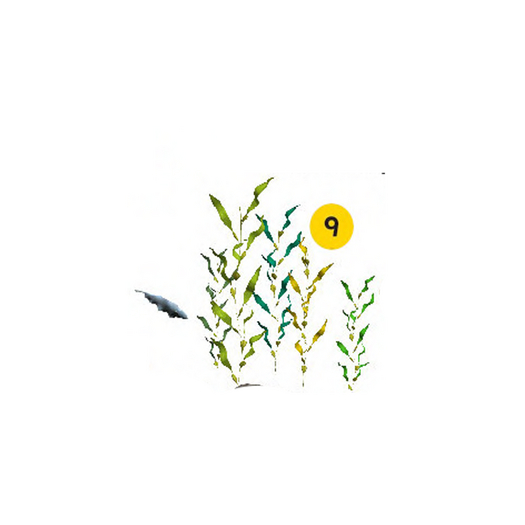 09-Group of Kelp - Boxed