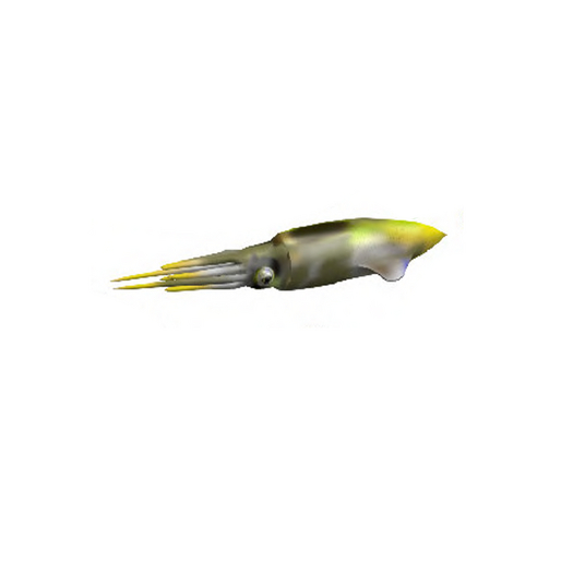 10-Firefly Squid - Boxed