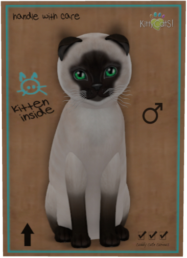 KittyCatS Box - Siamese - Seal