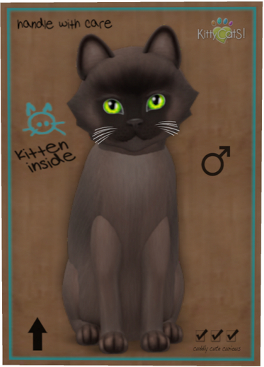 KittyCatS Box - Burmese - Sable