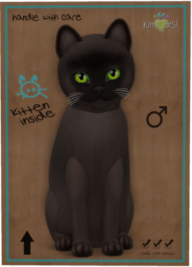 KittyCatS Box - Burmese - Sable