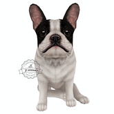 JIAN Fun Frenchies 13. White Spot Companion