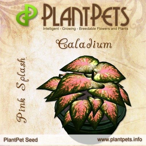 PlantPet Seed [Caladium *Pink Splash*] Rare