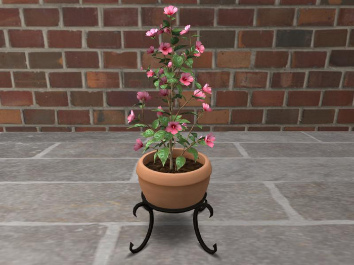 {P.S.} Terracotta Potted Hibiscus Pink w/Resize