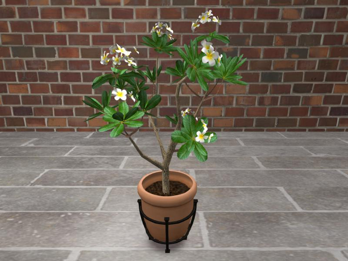 {P.S.} Terracotta Potted Frangipani w/Resize