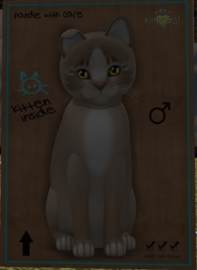 KittyCatS Box - New Born Kitten