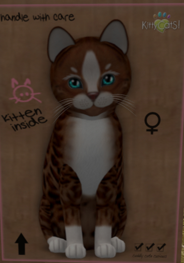 KittyCatS Box - New Born Kitten