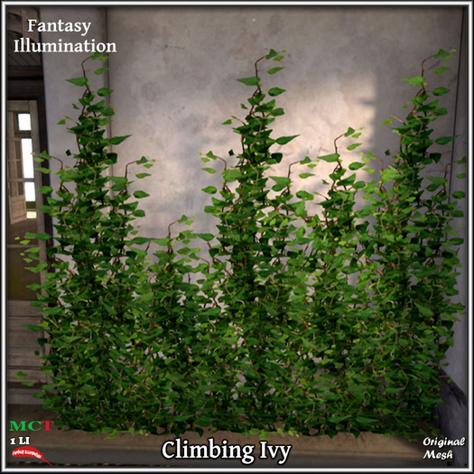 Ivy