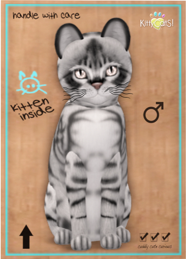 KittyCatS! 8T M Australian Mist - Charcoal / RETIRED Peach Bellini Eyes / Posh Tail / Rounded Ears