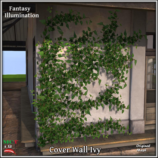 Ivy|Wall Ivy