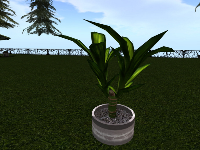 Potted Yucca plant