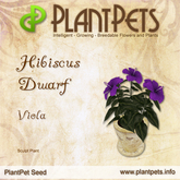 PlantPet Seed [Hibiscus Dwarf *Viola*] Common