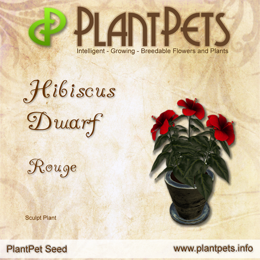 PlantPet Seed [Hibiscus Dwarf *Rouge*] Common