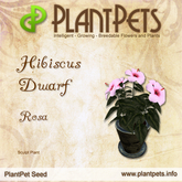 PlantPet Seed [Hibiscus Dwarf *Rosa*] Common