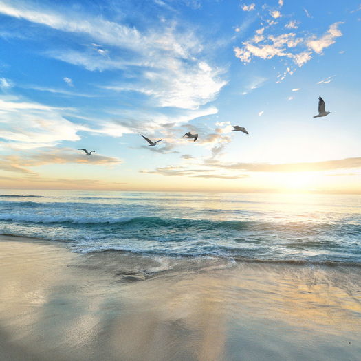 Beach Birds