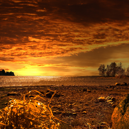 Feild Sunset