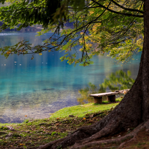 Lake Tree