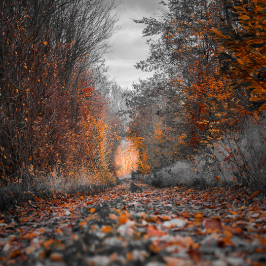 Walk This Way