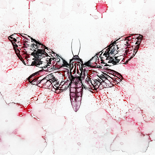 Moth Feature Wallpaper
