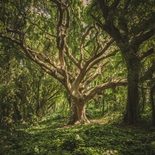 Twisted Forest