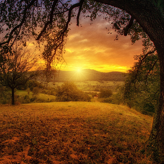 Under The Tree Sunset