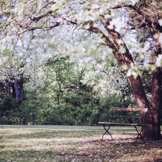 Flowering Tree