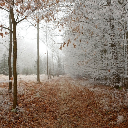 Winter Walk