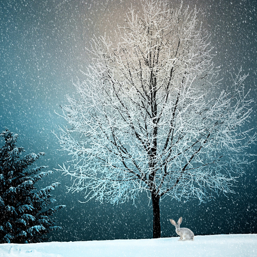 Winter Wonderland