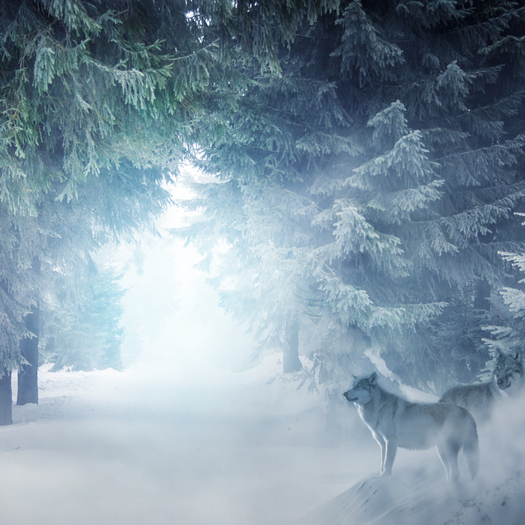 Wolf Pack