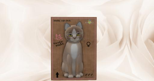 KittyCatS Box - New Born Kitten