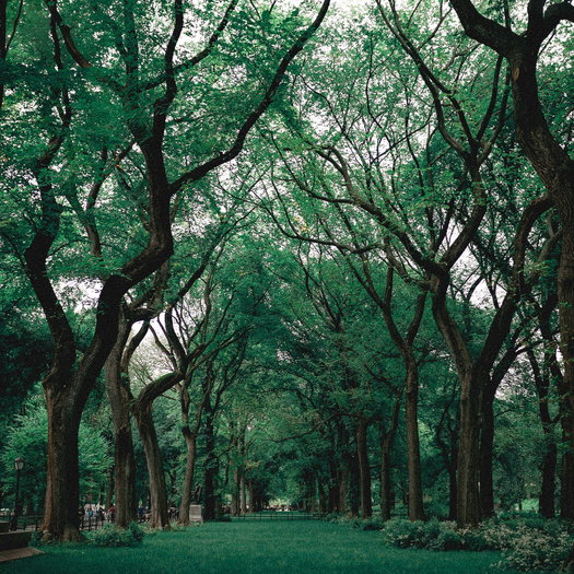 Forest 2