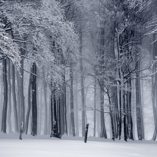 Winter Trees