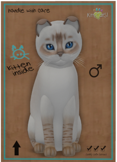 KittyCatS Box - Balinese - Chocolate Lynx