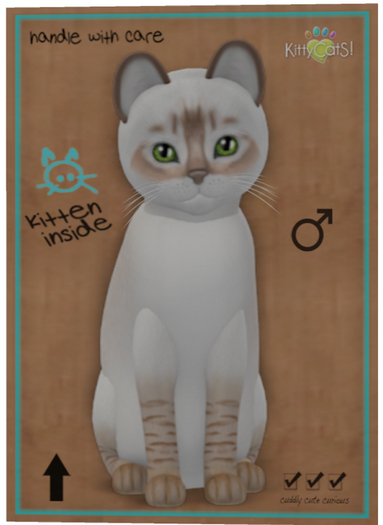 KittyCatS Box - Balinese - Chocolate Lynx