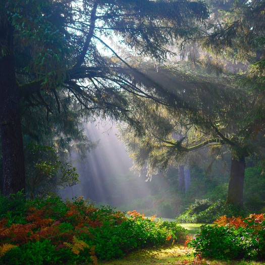 Shine Through