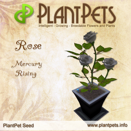 PlantPet Seed [Rose *Mercury Rising*]