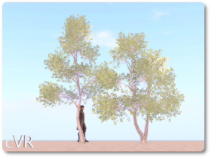cVR Realistic Trees box