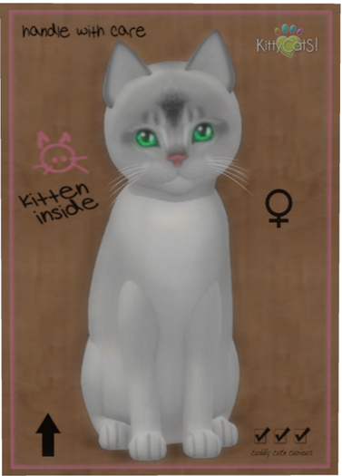 KittyCatS Box - Abyssinian - Black Silver