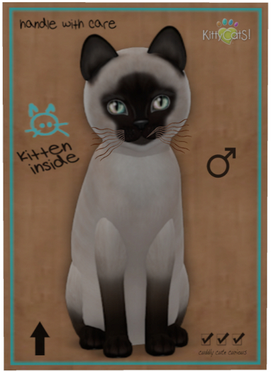 KittyCatS Box - Siamese - Seal
