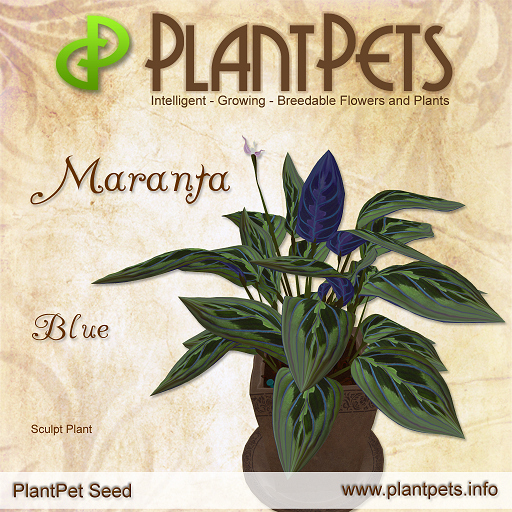 PlantPet Seed [Maranta *Blue*] COMMON