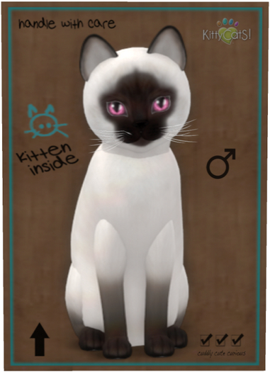 KittyCatS Box - Siamese - Chocolate