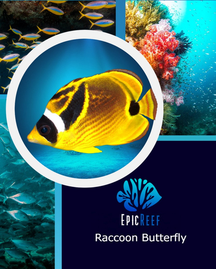 Epic Reef--Raccoon Butterfly 