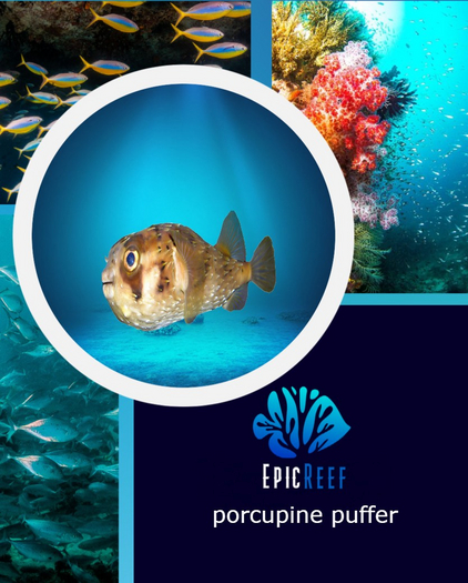 Epic Reef - Porcupine puffer 