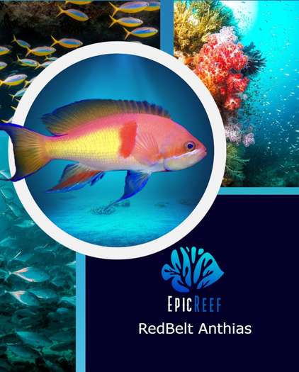 Epic Reef- RedBelt Anthias