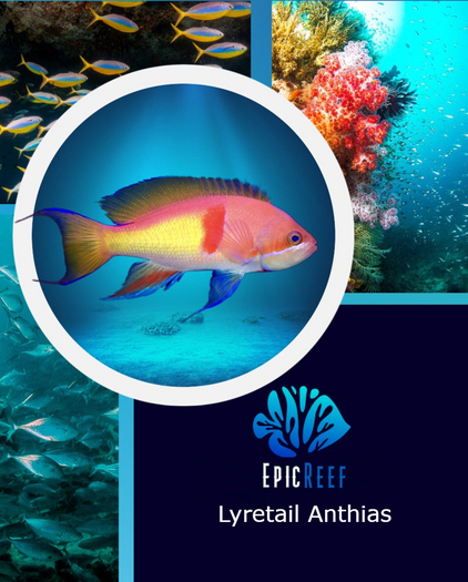 Epic Reef- Lyretail Anthias  
