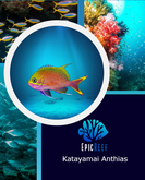 Epic Reef- Katayamai Anthias Large 