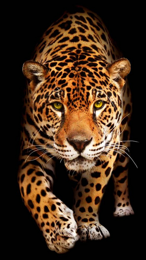 leopard